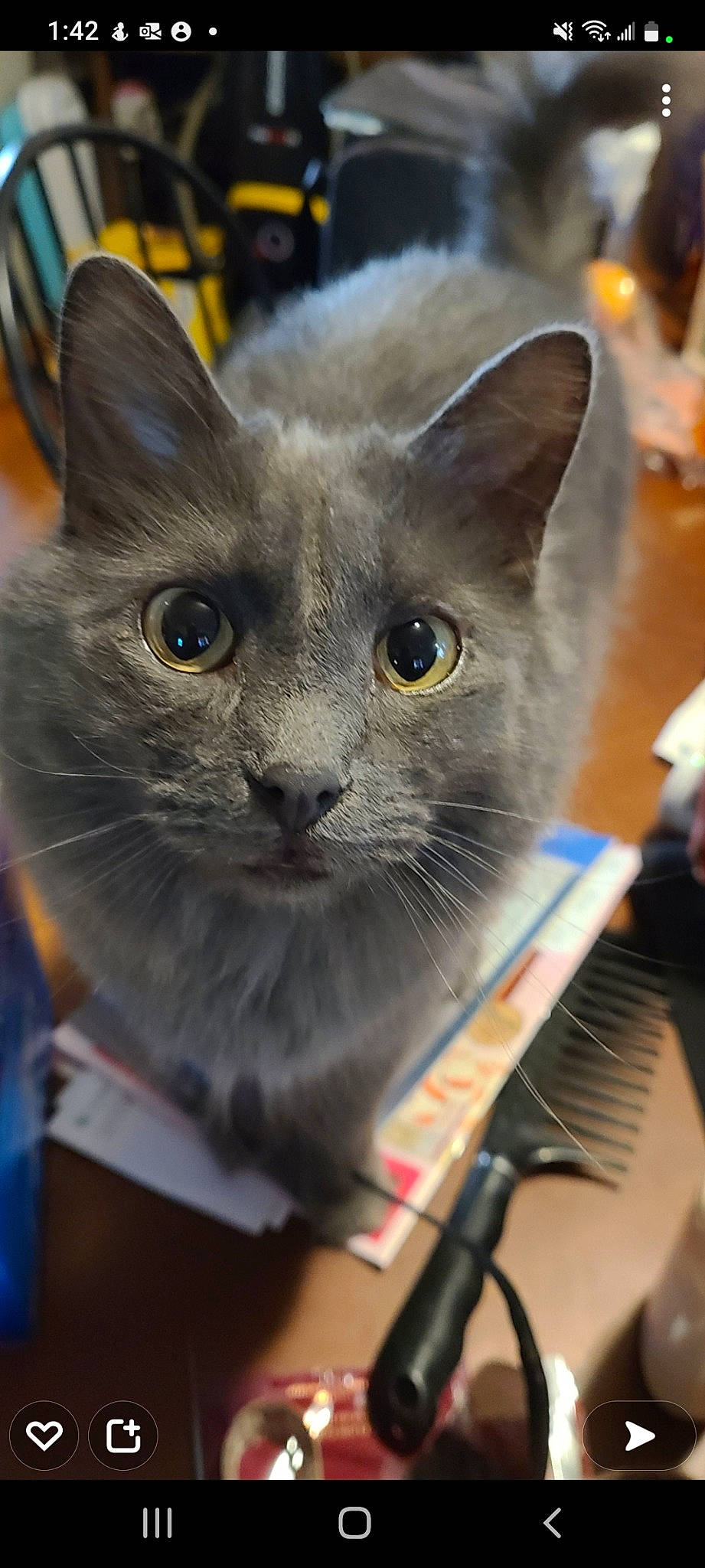 Bugsy is registered to the contest to win money with this photo: carnivore, cat, domestic_short_haired_cat, event, felidae, fur, iris, small_to_medium_sized_cats, snout, whiskers