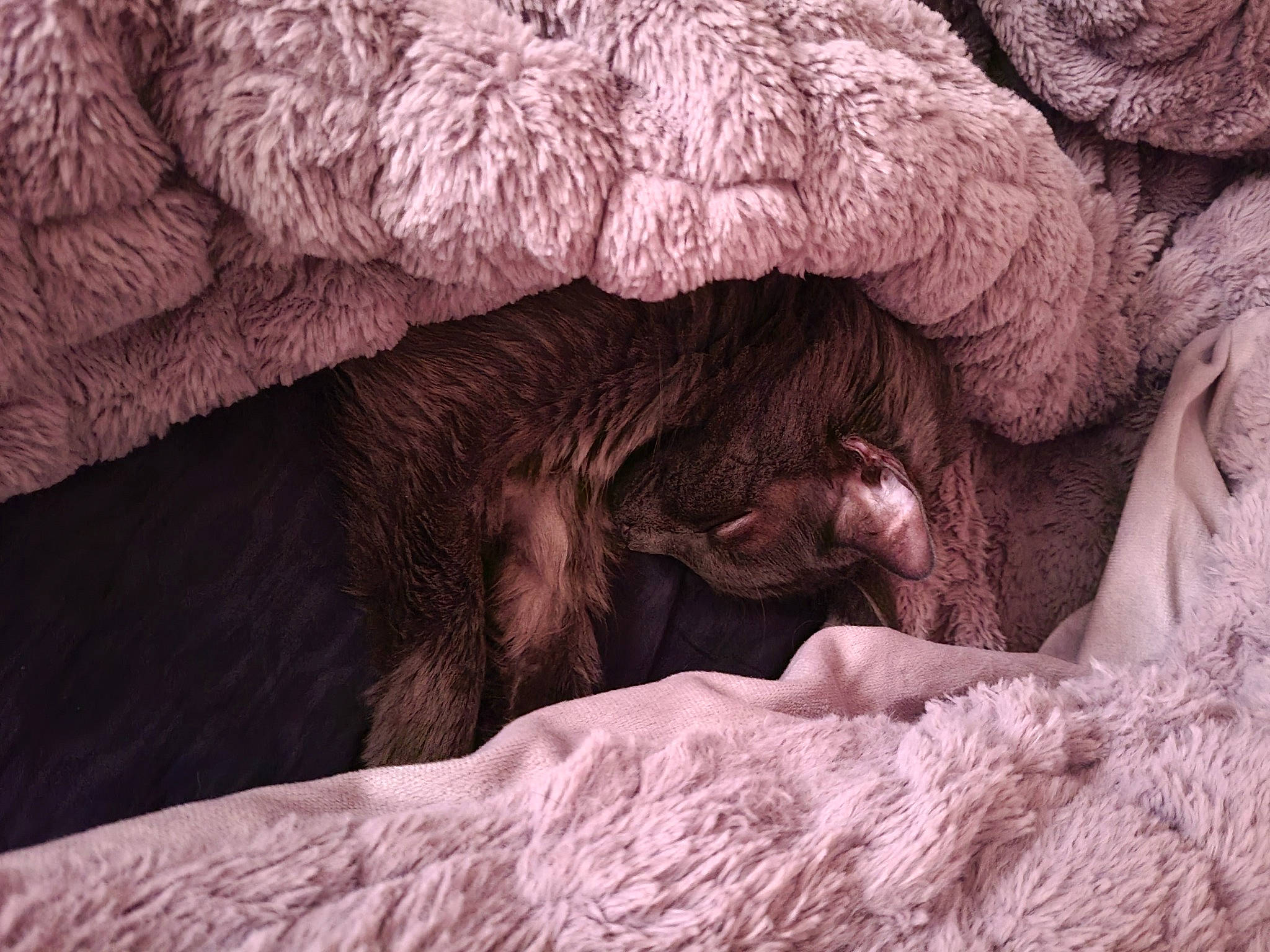 Bugsy joined the competition — help win amazing prizes! carnivore, claw, comfort, fang, formation, fur, landscape, natural_material, paw, plant, rock, snout, soil, terrestrial_animal, wildlife, wood, wrinkle