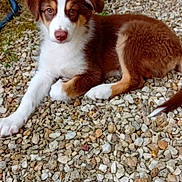 Aston a rejoint le concours — aidez-le/la à gagner de superbes lots ! puppy, dog, brown, white, fur, outdoor, rocks, curious, laying_down, pet, animal, young, cute, nature, ground, small_rocks, portrait, closeup, eyes, ears