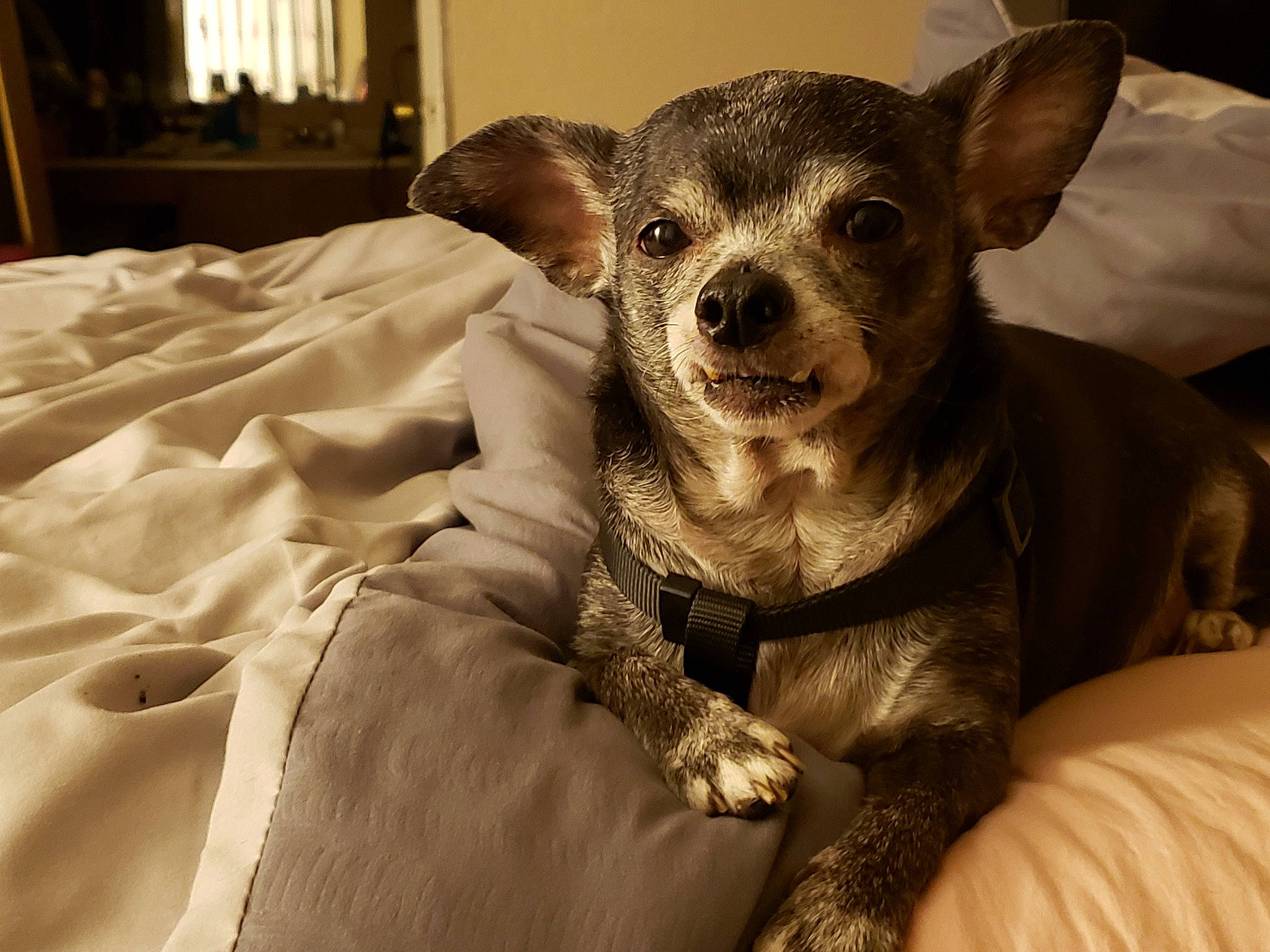 Buddy is registered to the contest to win money with this photo: brown, canidae, carnivore, chihuahua, comfort, companion_dog, corgi_chihuahua, curtain, dog, dog_breed, fawn, fur, linens, paw, puppy, snout, terrestrial_animal, toy_dog, whiskers, working_animal