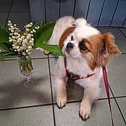 Cheyenne a rejoint le concours — aidez-le/la à gagner de superbes lots ! dog, puppy, small_dog, fluffy, white_fur, brown_fur, pet, sitting, portrait, leash, harness, flowers, lily_of_the_valley, vase, tile_floor, indoor, wood_paneling, blue_tiles, animal, cute