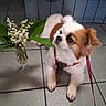 dog, puppy, small_dog, fluffy, white_fur, brown_fur, pet, sitting, portrait, leash, harness, flowers, lily_of_the_valley, vase, tile_floor, indoor, wood_paneling, blue_tiles, animal, cute