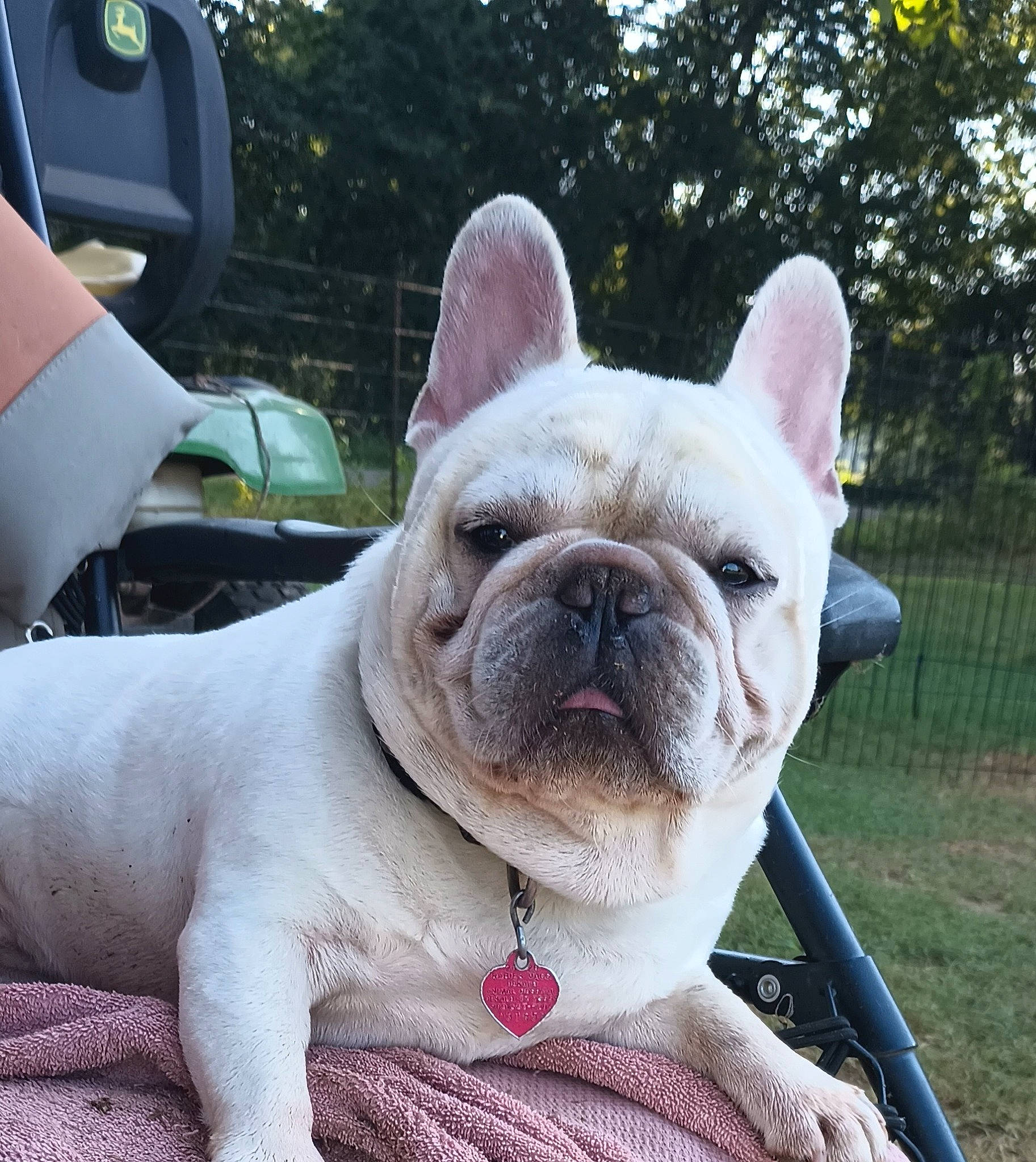 Gambit is registered to the contest to win money with this photo: bulldog, canidae, carnivore, collar, comfort, companion_dog, dog, dog_breed, dog_collar, fawn, grass, pink, plant, snout, sporting_group, terrestrial_animal, toy_dog, whiskers, working_animal, wrinkle