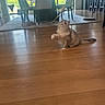 Savannah joined the competition — help win amazing prizes! cat, fluffy_cat, playing, toy, feather_toy, wooden_floor, dining_room, chairs, window, carpet, indoor, pet, animal, cute, fur, playful, home, daylight, furniture, floor
