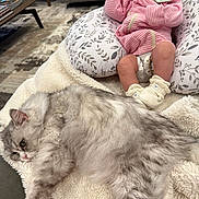 Savannah joined the competition — help win amazing prizes! cat, baby, blanket, pillow, indoor, furniture, floor, carpet, clothing, footwear, resting, relaxing, cozy, domestic, cute, pet, child, striped, soft, sleepy