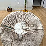 animal, basket, bean_bag, cat, cozy, floor, fluffy_cat, furniture, gray_and_white, home, indoor, looking_at_camera, pet, pet_toy, plush, relaxed, round, scratching_post, wall_socket, wooden_floor