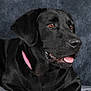 dog, black_labrador, pet, animal, portrait, studio, collar, pink_collar, tongue_out, fur, canine, close_up, indoor, resting, head, eyes, muzzle, expression, paw, background