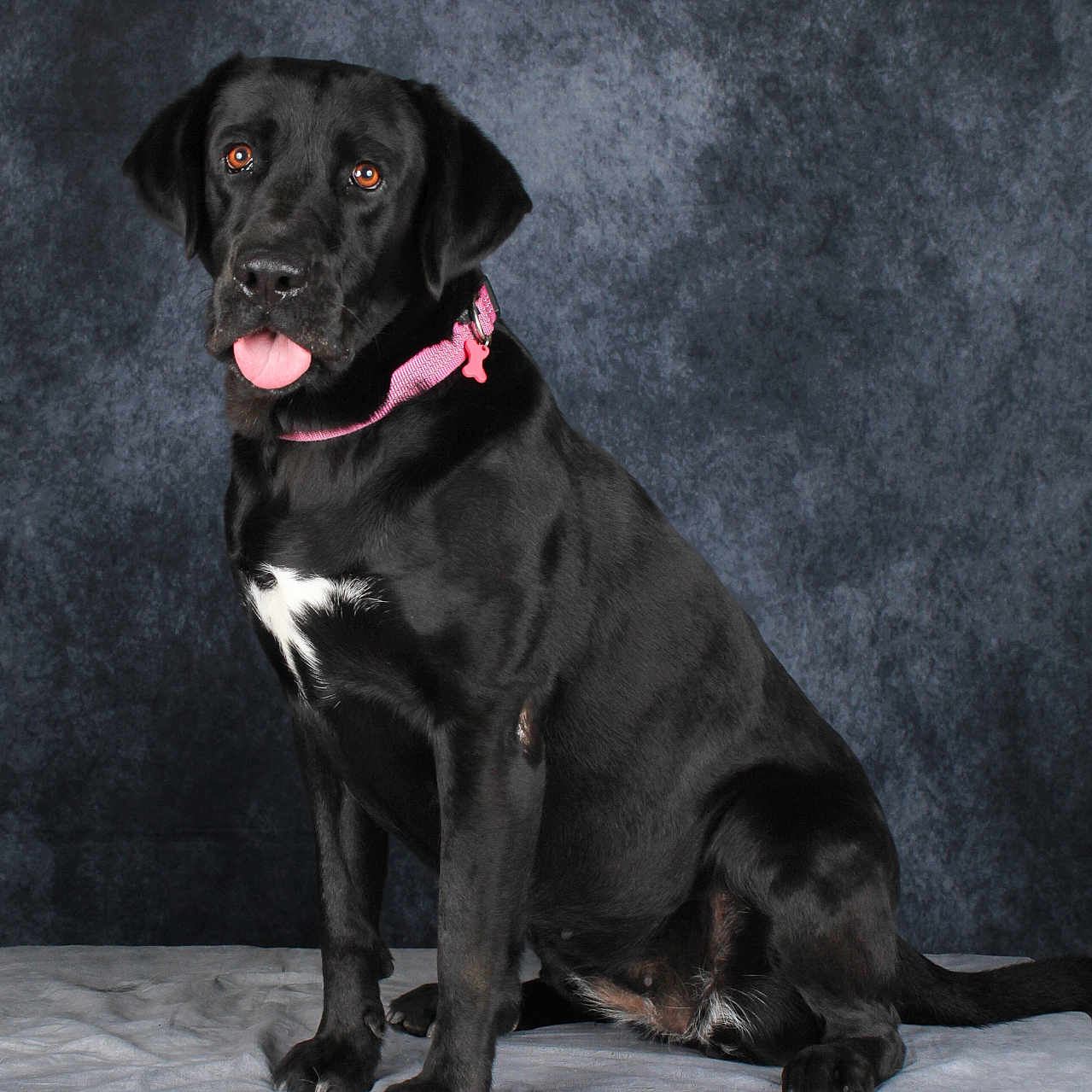 Ruby participe au concours pour gagner de l'argent avec cette photo : animal, background, black_dog, canine, collar, cute, dog, domestic_animal, friendly, fur, indoor, looking_at_camera, mammal, pet, pink_collar, portrait, sitting, studio, table, tongue_out