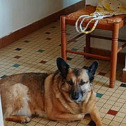 Baby a rejoint le concours — aidez-le/la à gagner de superbes lots ! dog, german_shepherd, lying_down, indoor, floor, tile_floor, chair, wooden_chair, bag, brown, black, fur, pet, animal, resting, quiet, home, cozy, calm, furniture