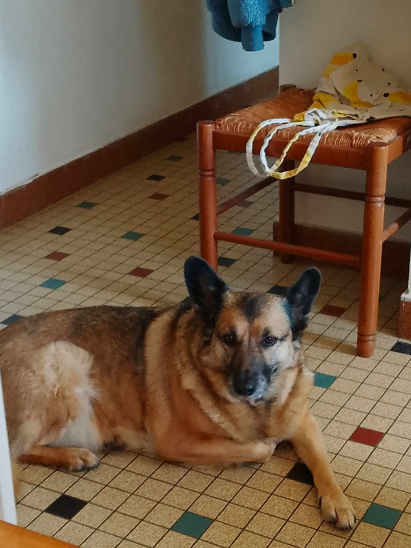 Baby a rejoint le concours — aidez-le/la à gagner de superbes lots ! dog, german_shepherd, lying_down, indoor, floor, tile_floor, chair, wooden_chair, bag, brown, black, fur, pet, animal, resting, quiet, home, cozy, calm, furniture