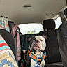 Junior joined the competition — help win amazing prizes! dog, bulldog, car_interior, car_seat, child_car_seat, harness, seat, window, blanket, knitted_blanket, pet, animal, vehicle, backseat, leash, black_and_white_dog, indoor, transportation, resting, waiting