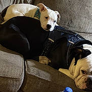 Junior is registered to the contest to win money with this photo: dog, puppy, couch, indoors, pet, resting, snuggling, white_dog, black_dog, harness, collar, furniture, cozy, cute, animal, companion, relaxation, friendship, canine, laying_down