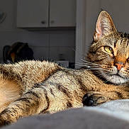 Garfield participe au concours pour gagner de l'argent avec cette photo : cat, tabby_cat, indoor, sunlight, relaxing, fur, pet, animal, whiskers, closeup, yellow_eyes, bed, domestic_cat, portrait, feline, resting, cozy, striped, soft_light, home