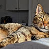 cat, tabby_cat, indoor, sunlight, relaxing, fur, pet, animal, whiskers, closeup, yellow_eyes, bed, domestic_cat, portrait, feline, resting, cozy, striped, soft_light, home