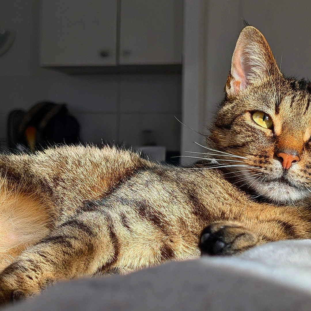 Garfield