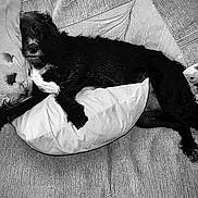 Tucker joined the competition — help win amazing prizes! dog, black_dog, couch, pillow, cushion, indoor, pet, resting, laying, fur, comfort, cozy, home, animal, relaxation, living_room, domestic, canine, sleeping, furniture