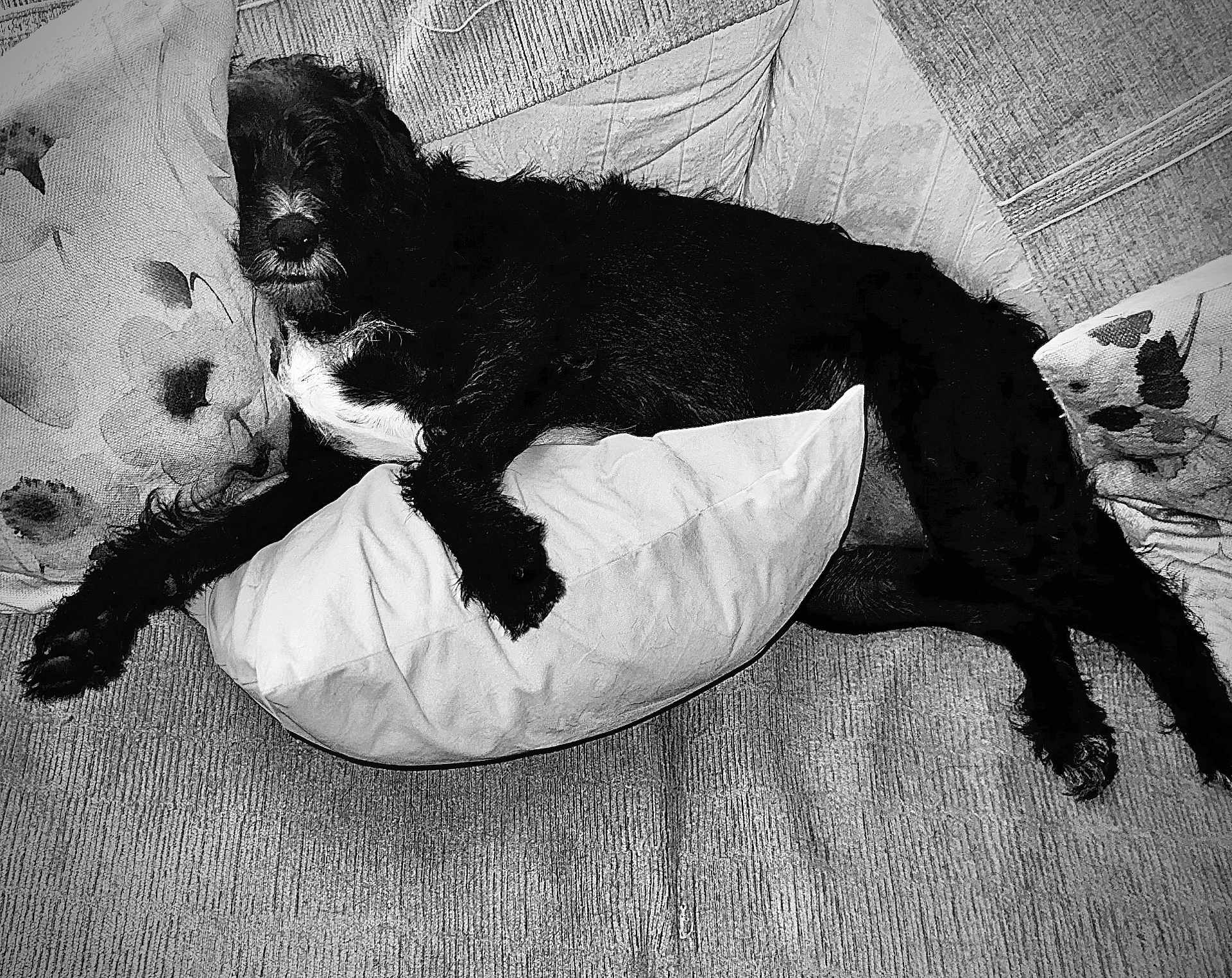 Tucker joined the competition — help win amazing prizes! dog, black_dog, couch, pillow, cushion, indoor, pet, resting, laying, fur, comfort, cozy, home, animal, relaxation, living_room, domestic, canine, sleeping, furniture