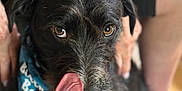 Tucker joined the competition — help win amazing prizes! accessories, adult, animal, canine, cap, clothing, dog, face, hat, head, hound, male, man, partyhat, person, pet, photography, portrait, puppy, strap
