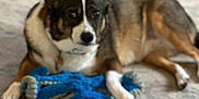 The Gang is registered to the contest to win money with this photo: accessories, animal, ball, bostonbull, bulldog, canine, chihuahua, dog, eskimodog, football, germanshepherd, hound, husky, leash, pet, puppy, snout, soccer, strap, toy