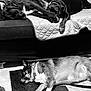 dog, sleeping, couch, quilted_blanket, indoor, black_and_white, pet, relaxation, fur, collar, floor, carpet, animal, rest, domestic_animal, companion, quiet, peaceful, canine, home