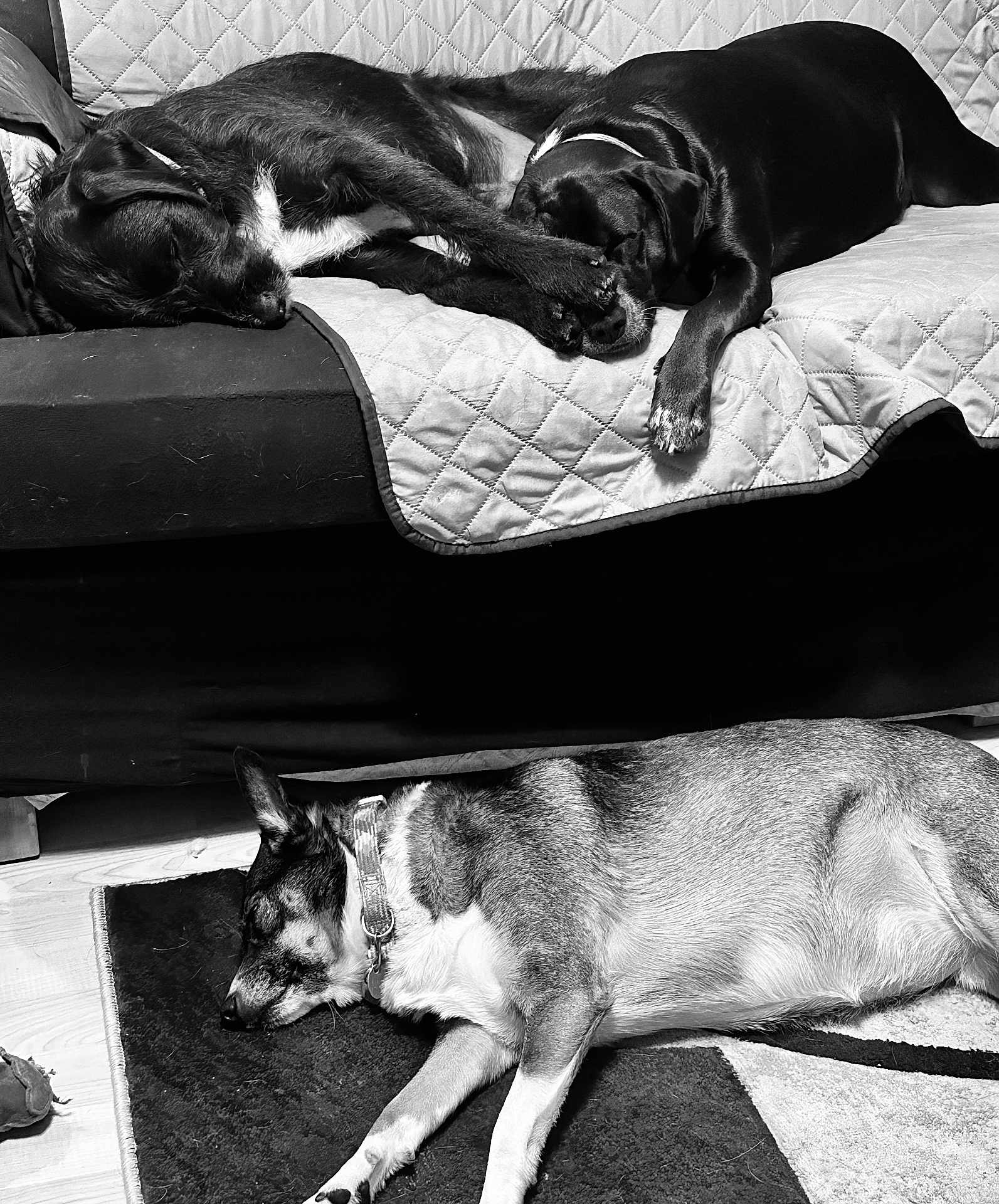 The Gang
