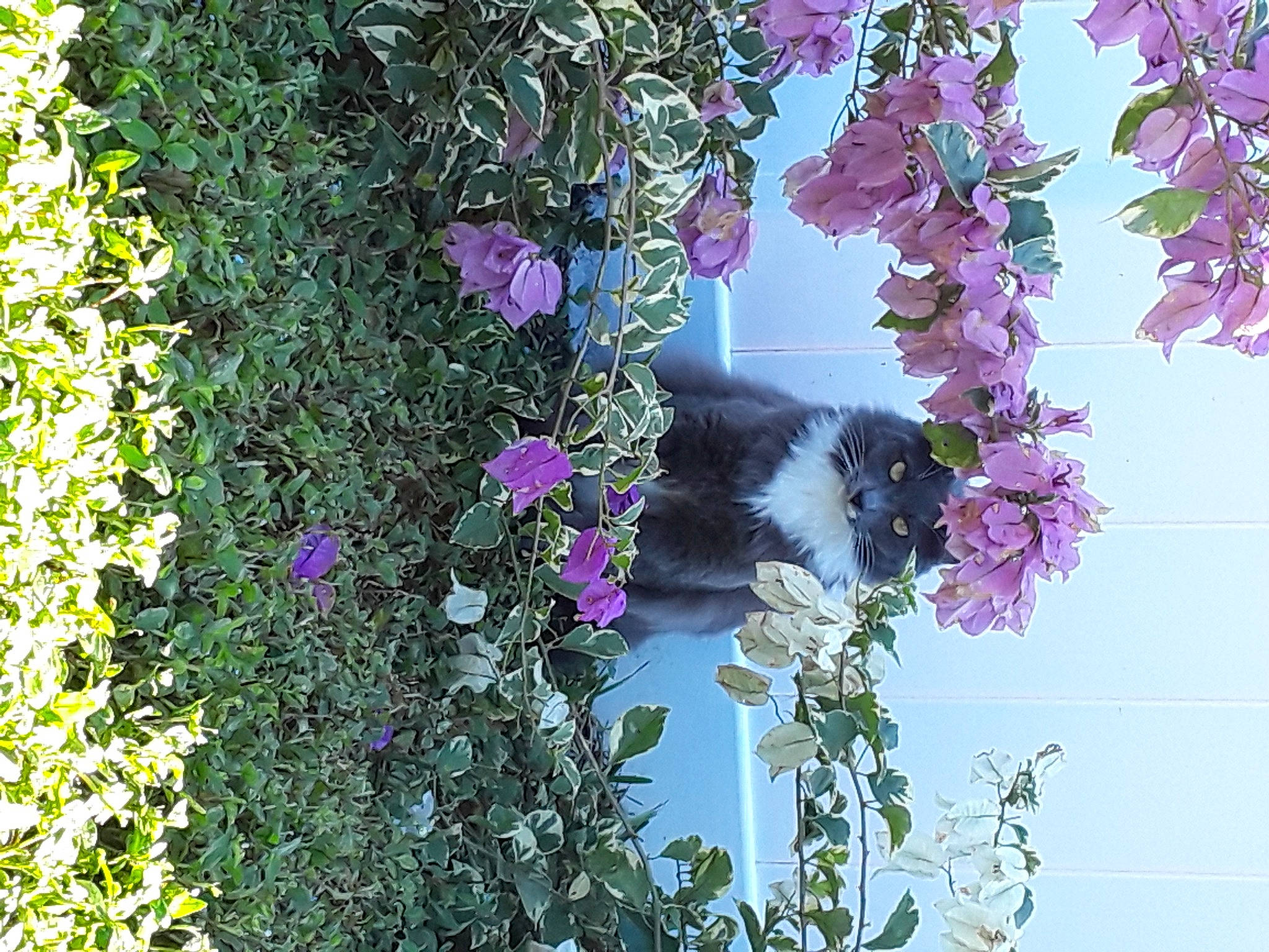 Sassy is registered to the contest to win money with this photo: annual_plant, art, digitalis, flower, flowering_plant, groundcover, herbaceous_plant, insect, magenta, petal, plant, pollinator, purple, shrub, sky, spring, tree, vegetation, violet, wood