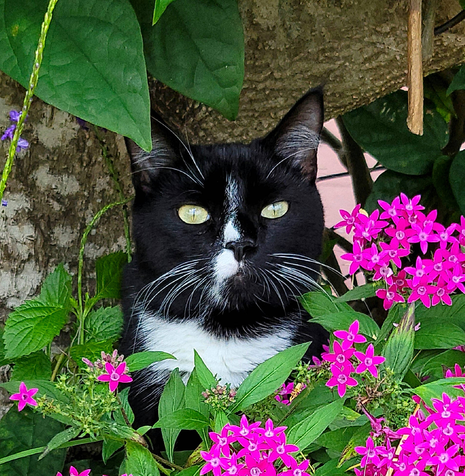 Simba joined the competition — help win amazing prizes! annual_plant, art, botany, carnivore, cat, domestic_short_haired_cat, felidae, flower, flowering_plant, garden, grass, groundcover, herbaceous_plant, leaf, magenta, petal, plant, shrub, small_to_medium_sized_cats, whiskers
