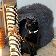 Storm a rejoint le concours — aidez-le/la à gagner de superbes lots ! animal, black_cat, cat, cat_cave, collar, cute, domestic, feather_toy, floor, fur, furniture, indoor, kitten, paw, pet, playful, rope, scratching_post, toy, whiskers