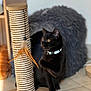 animal, black_cat, cat, cat_cave, collar, cute, domestic, feather_toy, floor, fur, furniture, indoor, kitten, paw, pet, playful, rope, scratching_post, toy, whiskers