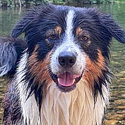 Kirua participe au concours pour gagner de l'argent avec cette photo : dog, wet, water, river, outdoor, nature, forest, animal, canine, happy, tongue_out, fur, portrait, close_up, summer, playful, pets, eyes, snout, ears