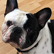 Ozzy joined the competition — help win amazing prizes! dog, french_bulldog, black_and_white, pet, collar, bone_tag, curious, floor, wooden_floor, indoor, close_up, animal, domestic_animal, cute, ears, face, eyes, whiskers, standing, looking_up