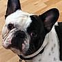 dog, french_bulldog, black_and_white, pet, collar, bone_tag, curious, floor, wooden_floor, indoor, close_up, animal, domestic_animal, cute, ears, face, eyes, whiskers, standing, looking_up