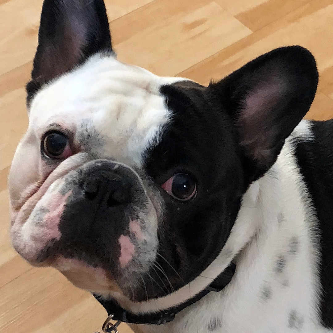 Ozzy joined the competition — help win amazing prizes! animal, black_and_white, bone_tag, close_up, collar, curious, cute, dog, domestic_animal, ears, eyes, face, floor, french_bulldog, indoor, looking_up, pet, standing, whiskers, wooden_floor