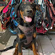Loki a rejoint le concours — aidez-le/la à gagner de superbes lots ! dog, harness, pet, animal, leash, colorful, indoor, floor, tile, sitting, happy, tongue_out, black_and_brown, retail, store, accessories, equipment, cute, friendly, young_dog