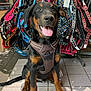 dog, harness, pet, animal, leash, colorful, indoor, floor, tile, sitting, happy, tongue_out, black_and_brown, retail, store, accessories, equipment, cute, friendly, young_dog