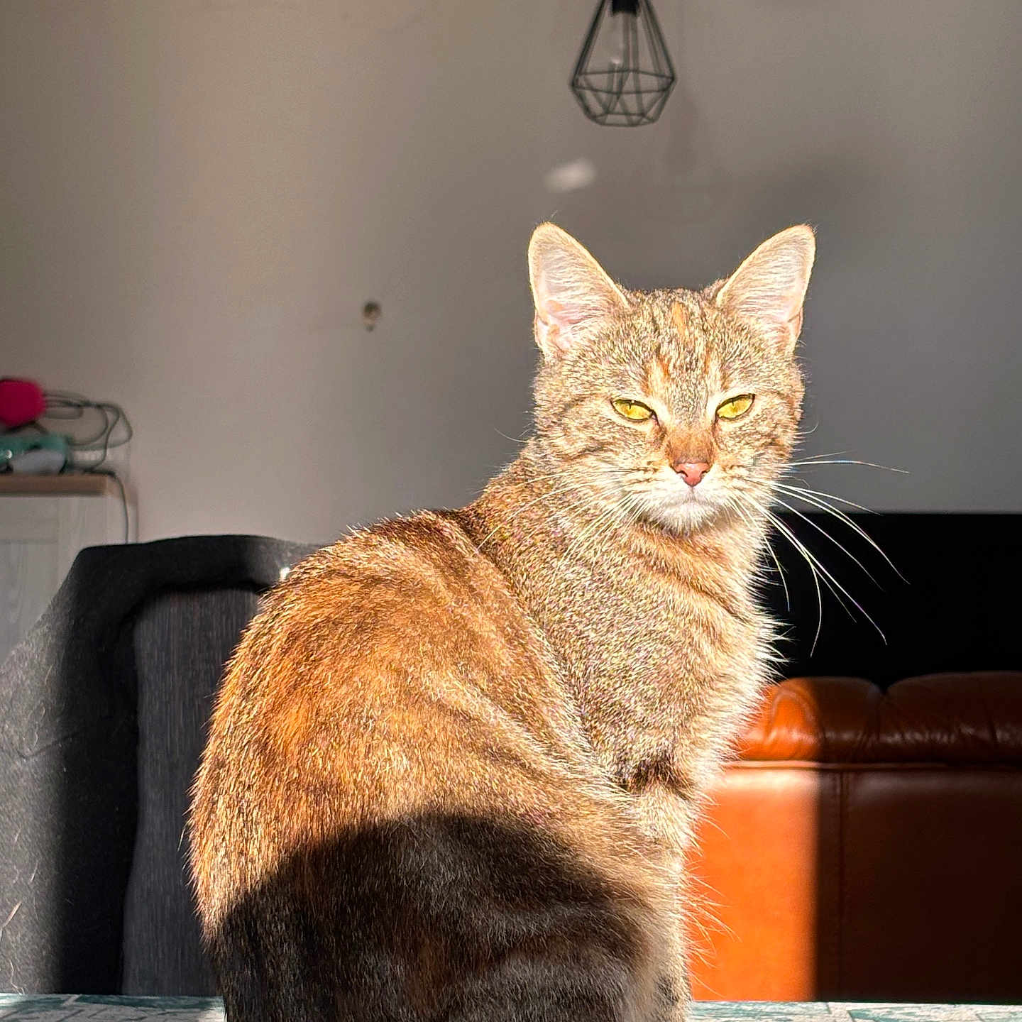 Zelda a rejoint le concours — aidez-le/la à gagner de superbes lots ! abyssinian, animal, architecture, building, cat, citrusfruit, couch, food, fruit, furniture, hardwood, indoors, kitten, lamp, livingroom, manx, pet, plant, produce, room