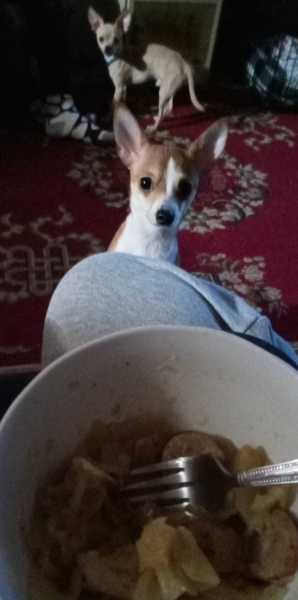 T T is registered to the contest to win money with this photo: carnivore, comfort_food, companion_dog, cuisine, dessert, dish, dog, dog_breed, dog_supply, fawn, household_silver, ingredient, kitchen_utensil, pet_supply, recipe, serveware, spoon, tableware, tail, toy_dog