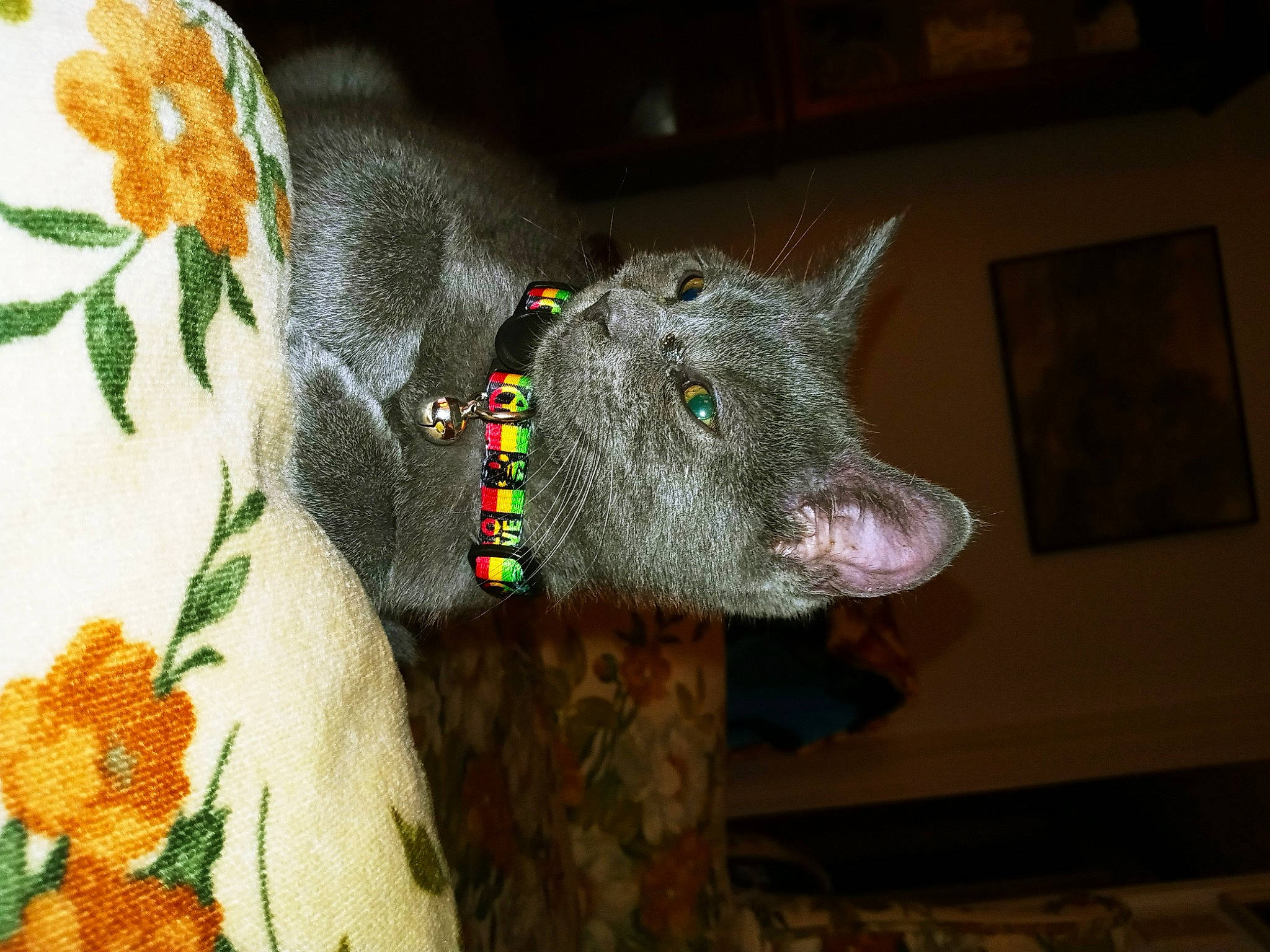 Smokey joined the competition — help win amazing prizes! art, carnivore, costume_hat, creative_arts, fashion_accessory, felidae, fur, grey, natural_material, pattern, plant, small_to_medium_sized_cats, snout, tail, terrestrial_animal, whiskers, wool, woolen, working_animal, woven_fabric