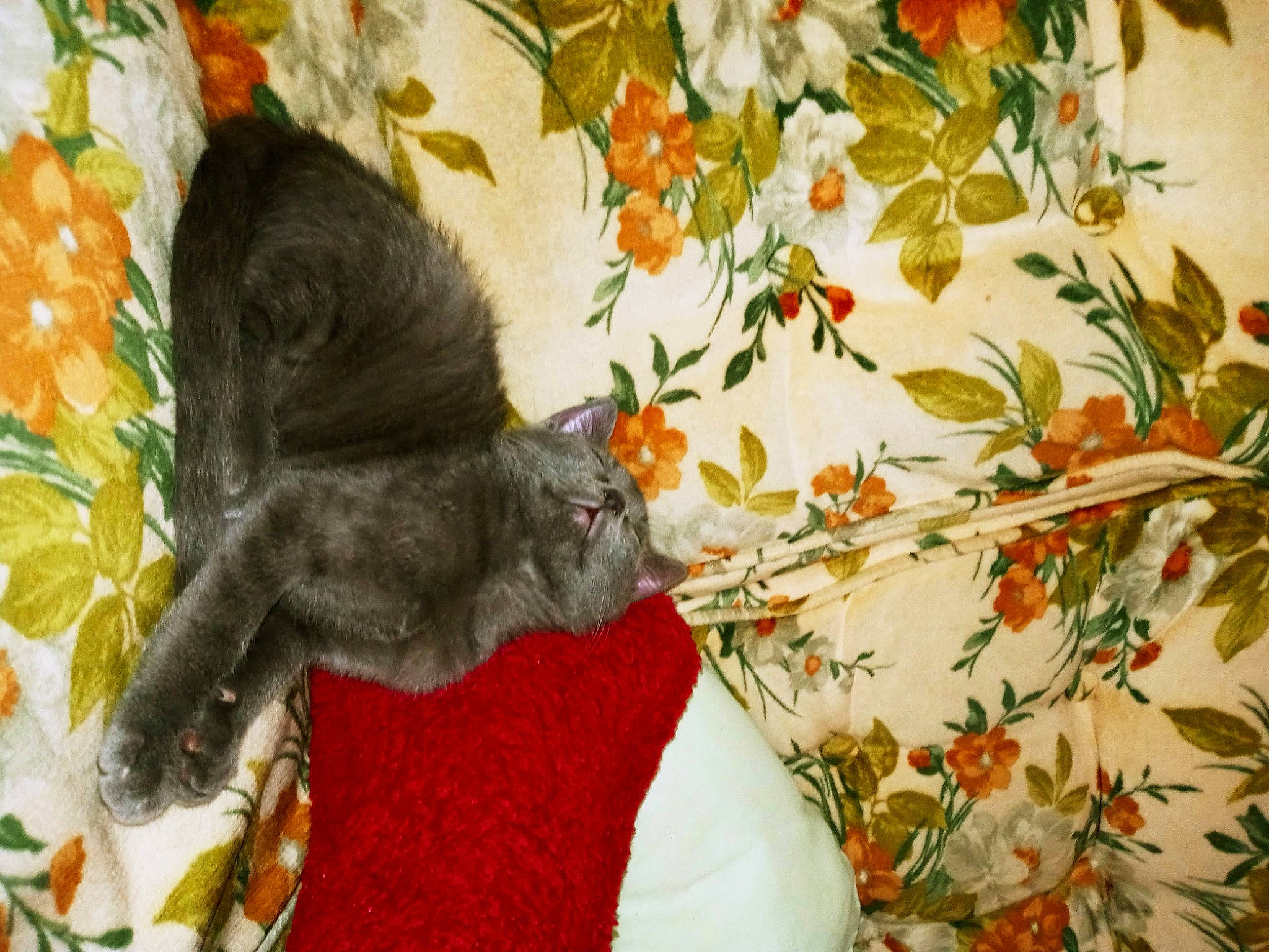 Smokey joined the competition — help win amazing prizes! art, black_cat, carmine, carnivore, cat, domestic_short_haired_cat, fawn, felidae, flower, fur, orange, pattern, petal, plant, small_to_medium_sized_cats, tail, textile, tree, twig, whiskers