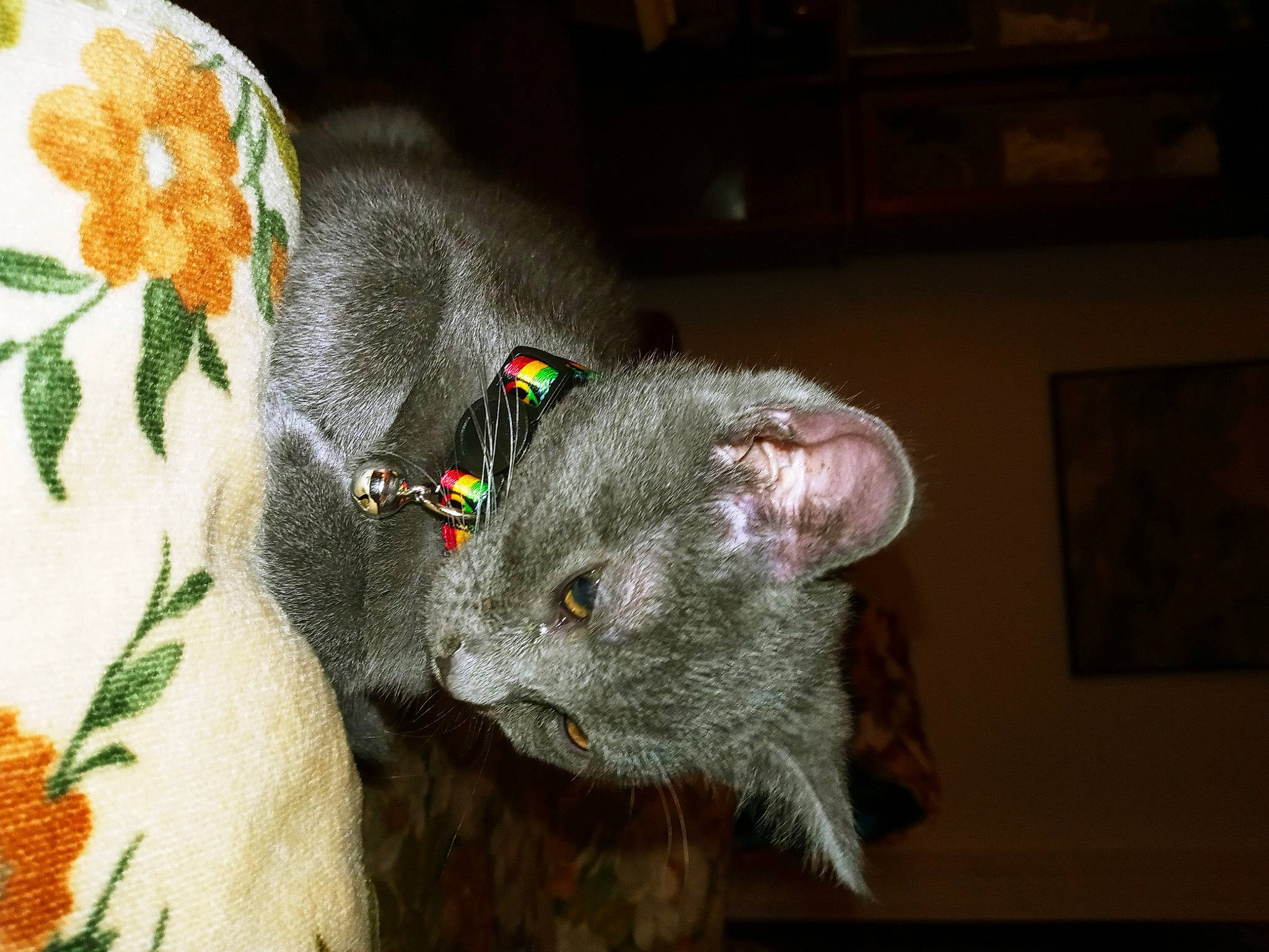 Smokey joined the competition — help win amazing prizes! art, carnivore, cat, craft, domestic_short_haired_cat, fawn, felidae, fur, picture_frame, plant, russian_blue, sleeve, small_to_medium_sized_cats, snout, stuffed_toy, tail, terrestrial_animal, tree, whiskers, wool