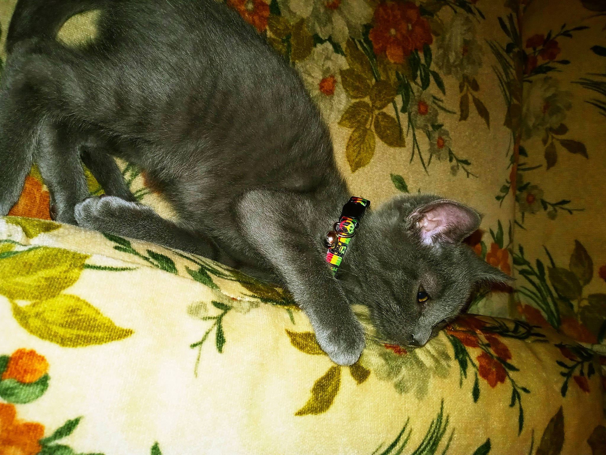 Smokey joined the competition — help win amazing prizes! art, carnivore, claw, creative_arts, drawing, felidae, flowering_plant, fur, grey, illustration, marsupial, painting, paw, plant, snout, tail, terrestrial_animal, visual_arts, whiskers, wildlife