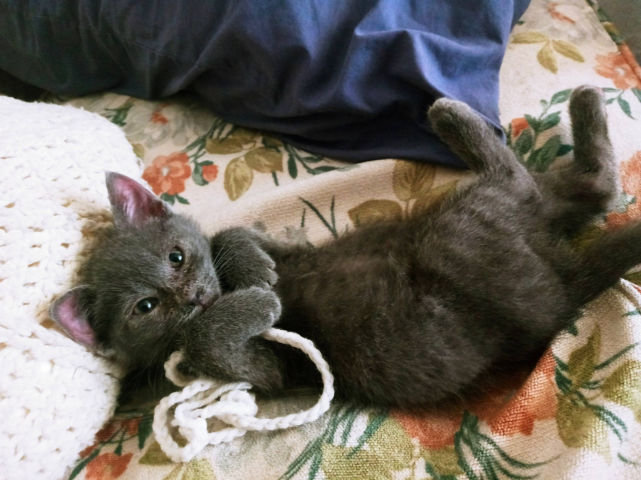 Smokey joined the competition — help win amazing prizes! black_cat, carnivore, cat, claw, comfort, domestic_short_haired_cat, fawn, felidae, fur, grey, paw, small_to_medium_sized_cats, tail, terrestrial_animal, whiskers, wool