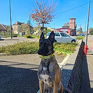 Rex participe au concours pour gagner de l'argent avec cette photo : dog, belgian_malinois, sitting, collar, outdoor, parking_lot, tree, car, building, sidewalk, stone_wall, blue_sky, sunny, shadow, urban, nature, leafless_tree, fence, street, daytime