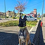 dog, belgian_malinois, sitting, collar, outdoor, parking_lot, tree, car, building, sidewalk, stone_wall, blue_sky, sunny, shadow, urban, nature, leafless_tree, fence, street, daytime