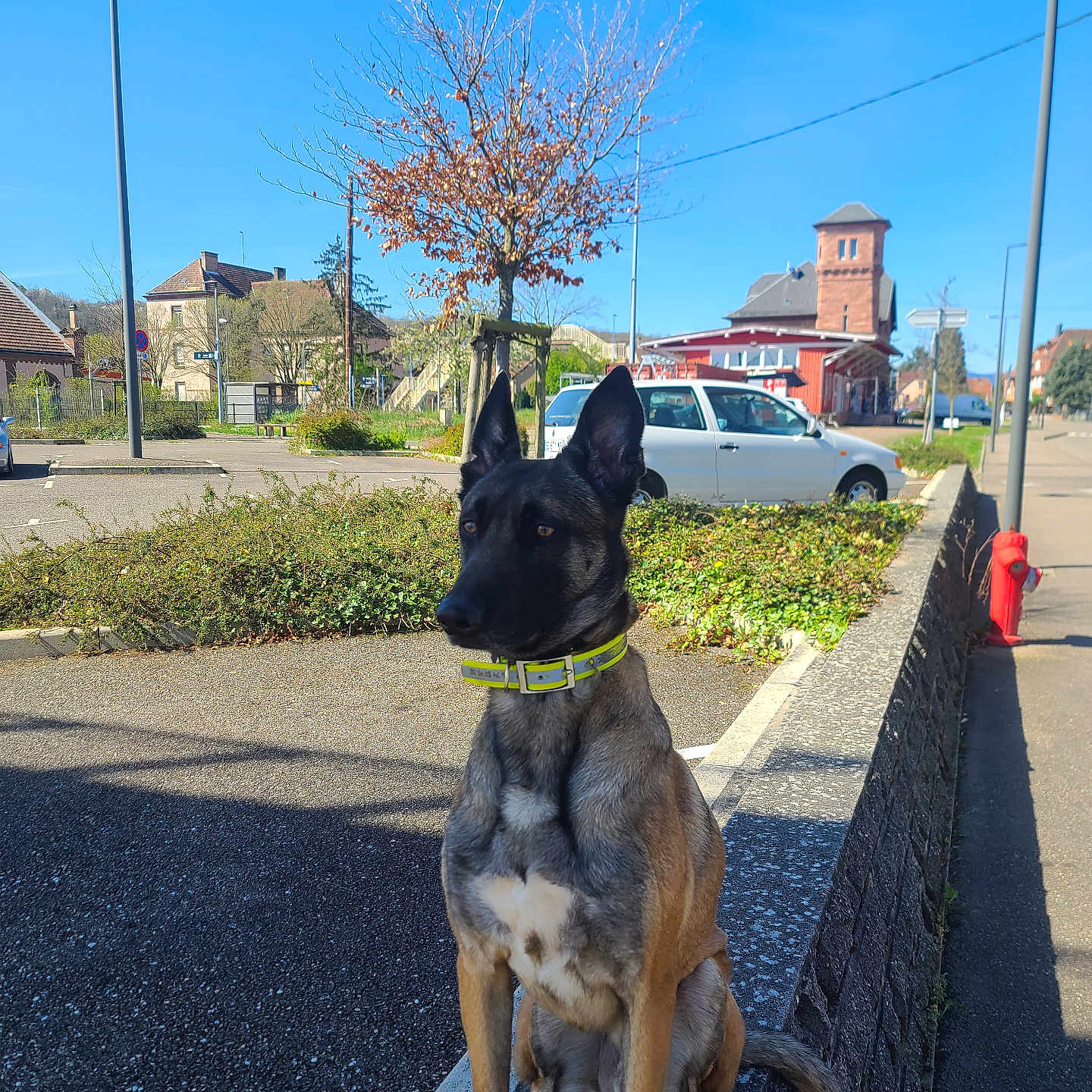 Rex participe au concours pour gagner de l'argent avec cette photo : belgian_malinois, blue_sky, building, car, collar, daytime, dog, fence, leafless_tree, nature, outdoor, parking_lot, shadow, sidewalk, sitting, stone_wall, street, sunny, tree, urban