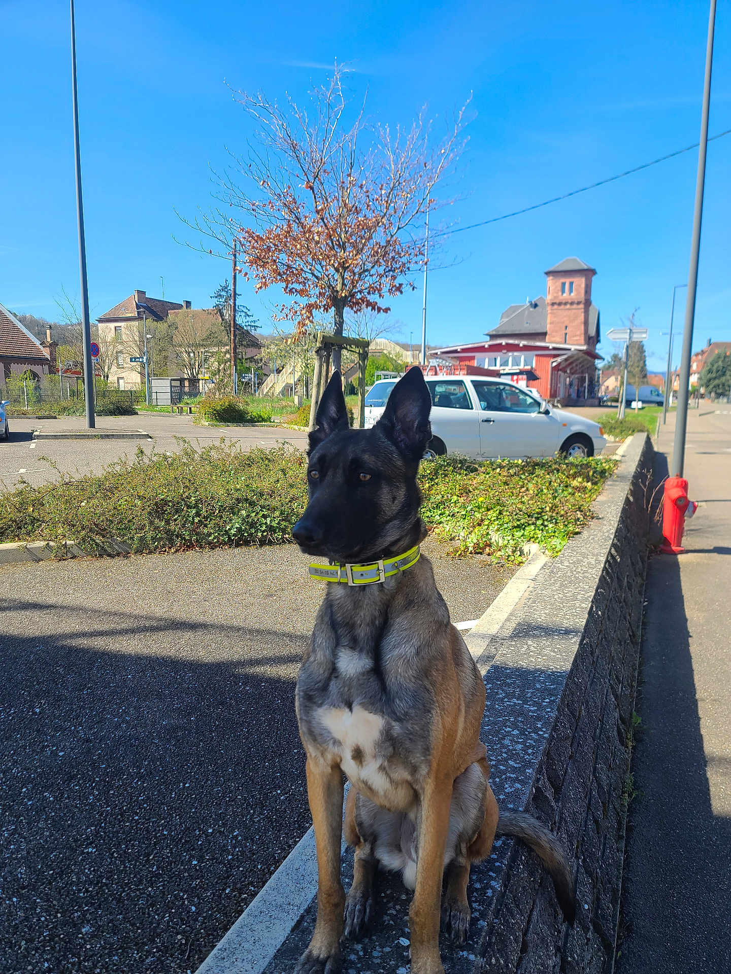 Rex participe au concours pour gagner de l'argent avec cette photo : dog, belgian_malinois, sitting, collar, outdoor, parking_lot, tree, car, building, sidewalk, stone_wall, blue_sky, sunny, shadow, urban, nature, leafless_tree, fence, street, daytime