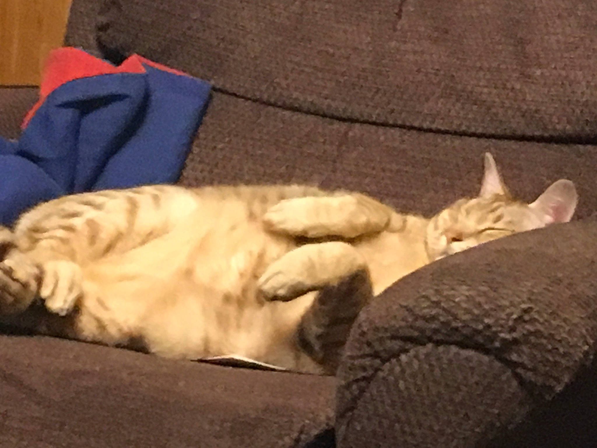 Aiden is registered to the contest to win money with this photo: carnivore, cat, claw, european_shorthair, fawn, felidae, fur, kitten, nap, paw, sleep, small_to_medium_sized_cats, snout, tabby_cat, tail, whiskers