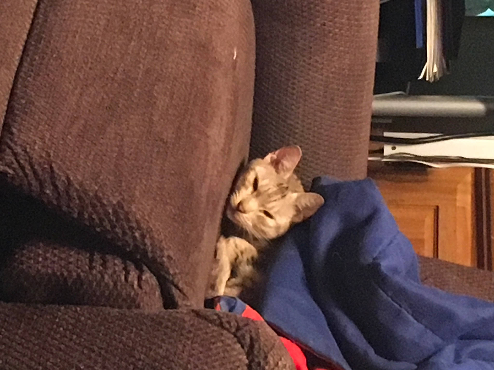 Mina is registered to the contest to win money with this photo: canidae, carnivore, cat, comfort, companion_dog, fawn, felidae, finger, fur, hand, kitten, leg, paw, small_to_medium_sized_cats, whiskers