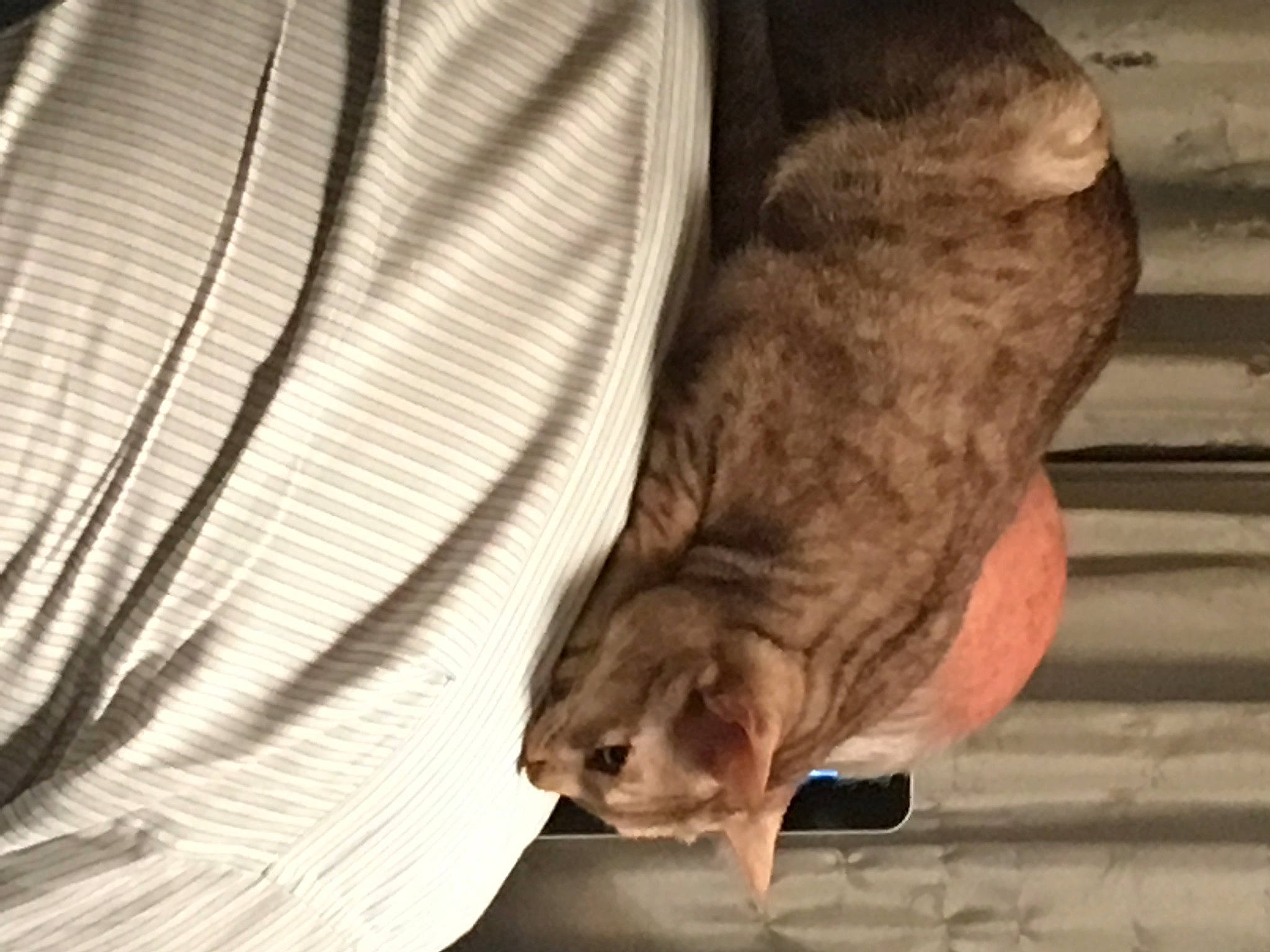 Mina is registered to the contest to win money with this photo: cat, fawn, felidae, muridae, snout, tail, whiskers