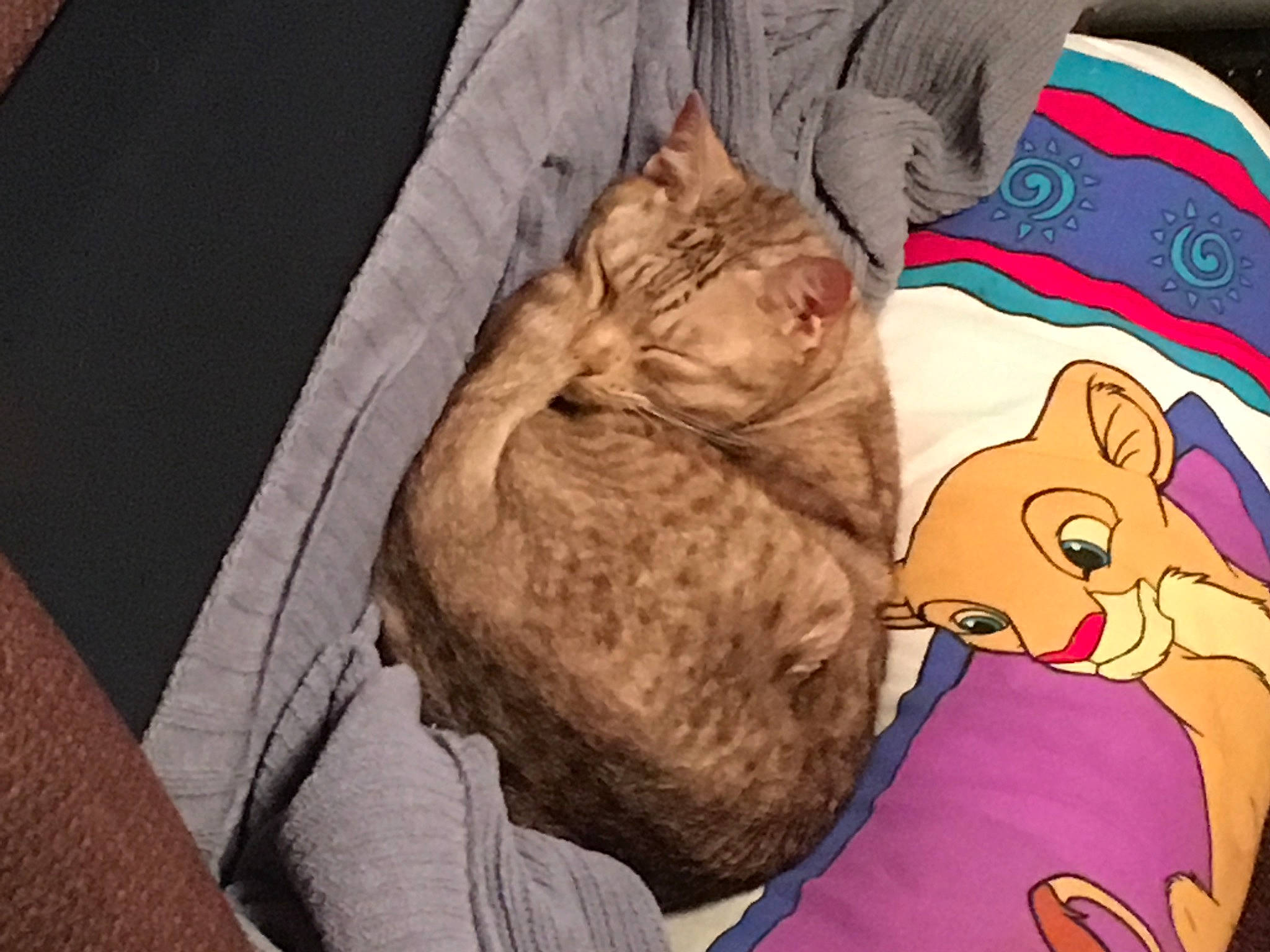 Mina joined the competition — help win amazing prizes! carnivore, cat, comfort, felidae, fur, human, kitten, nap, sleep, small_to_medium_sized_cats, tabby_cat, whiskers